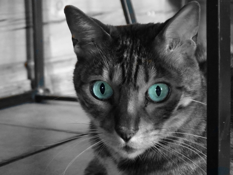 kat met alleen kleur in de ogen