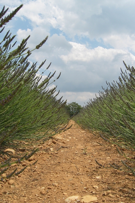 In de lavendelvelden (Provence, Zuid-Frankrijk)