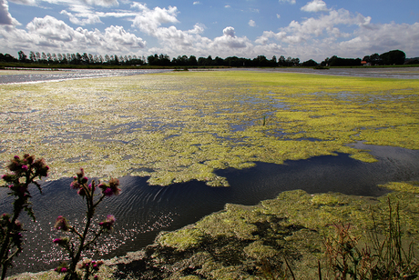 Alkmaar's wetlands