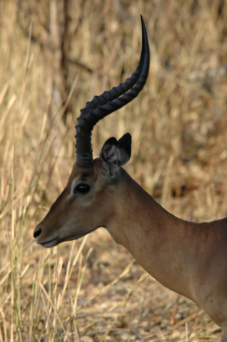 impala