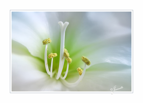 Amaryllis.........