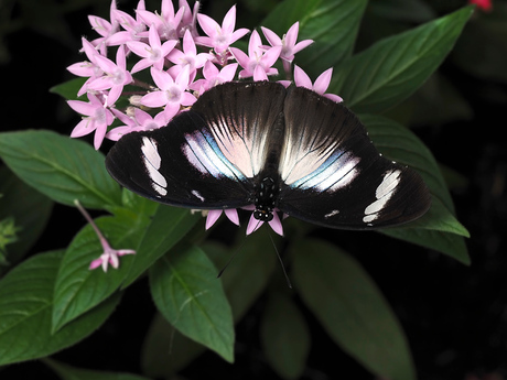 Papilio Dardanus