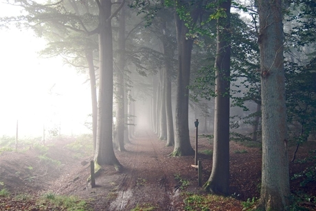 mist in de bossen van Oranjewoud