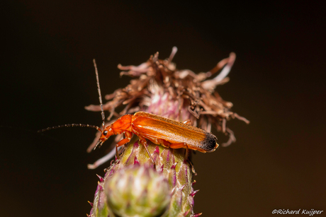 Kleine rode weekschildkever, ook wel soldaatje of rode weekschild (Rhagonycha fulva)