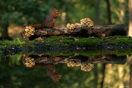 Herfst bij de eekhoorns