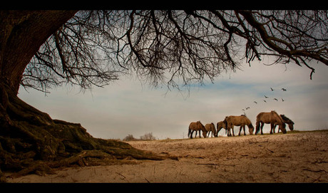 Habitat of the horse