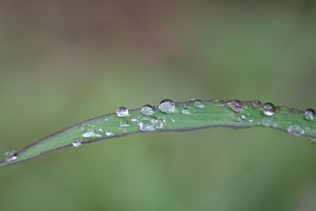 douwdruppels op grasspriet