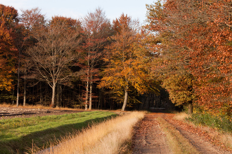 Herfst in de bossen