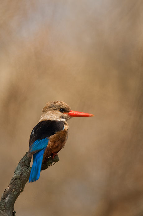 Grey headed kingfisher (grijskop ijsvogel)