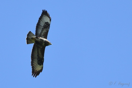 Buizerd