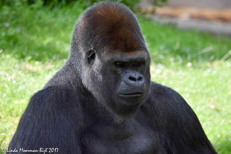 Gorilla