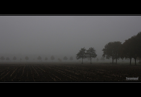 Misty Meadows