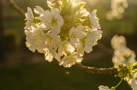 De eerste bloesems