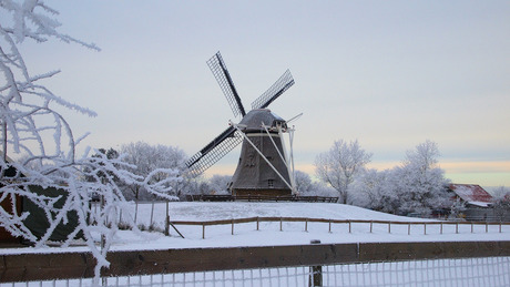 Ameland, Phenix rogge molen te Nes