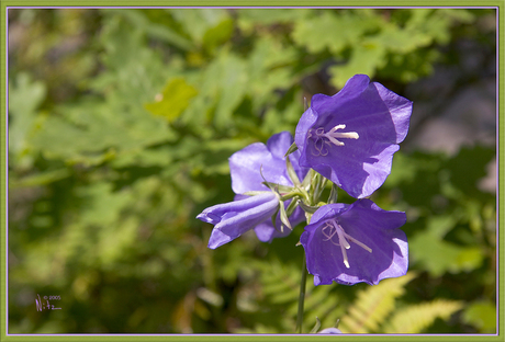 Viola nigra