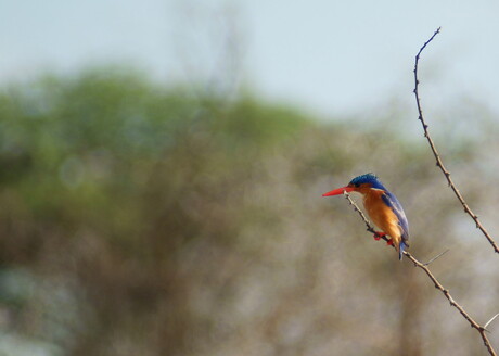 Malachietijsvogel (kleine gekuifde ijsvogel)