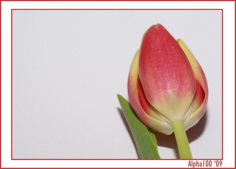 Tulip's from Emsterdem