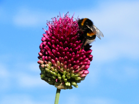 Hommel op bloem