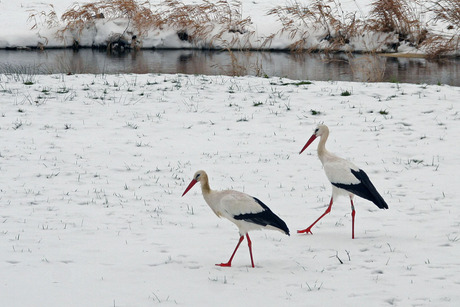 zoeken in de sneeuw