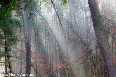 Eerste zonnestralen Maasduinen 08-03-2014