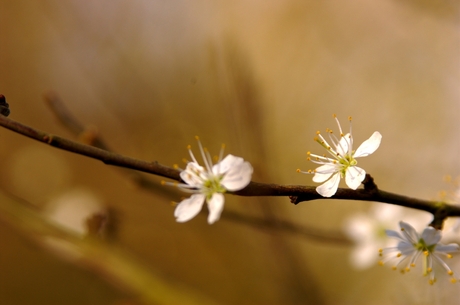 Les fleures blanches