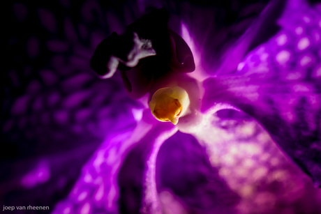 orchidee vanuit een ander perspectief, joep van rheenen