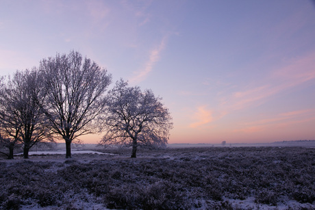 Hei in het roze