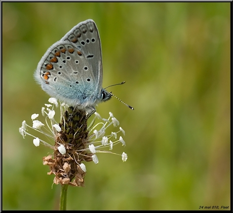 Icarusblauwtje