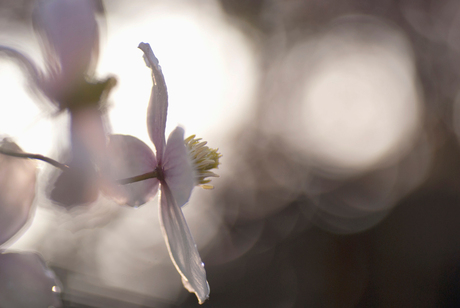 Clematis...