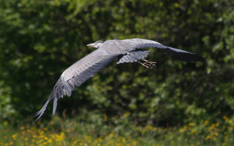 Reiger (6)