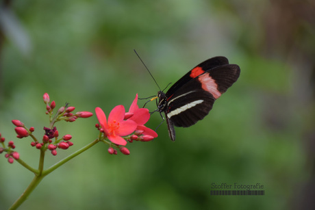 Geelband-Passiebloemvlinder