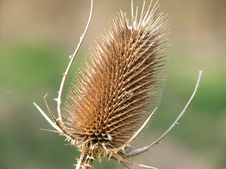 distel