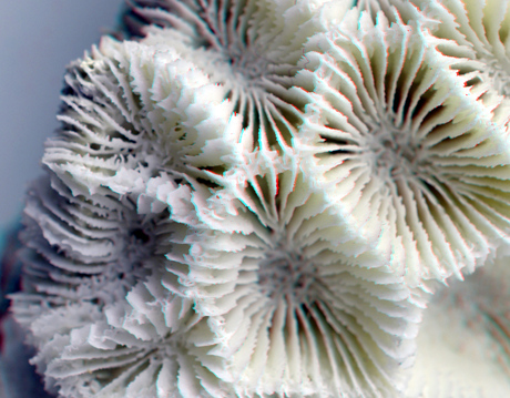 Macro Coral NHM-Rotterdam 3D