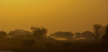 Elephants on the Busanga Plains, Kafue National Park, Zambia