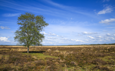 Dwingelderveld