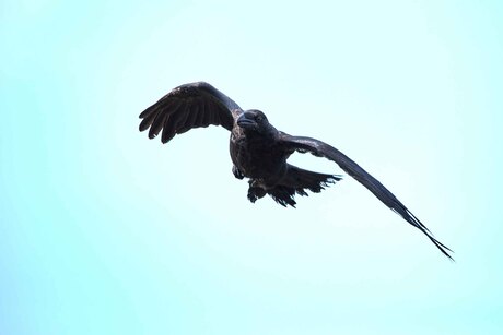 Raaf in de vlucht