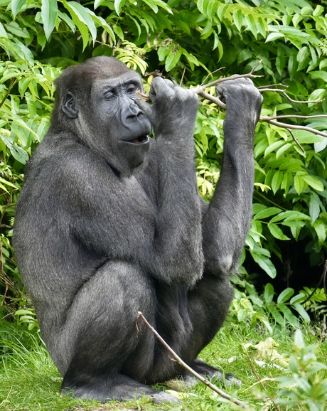 Gorilla