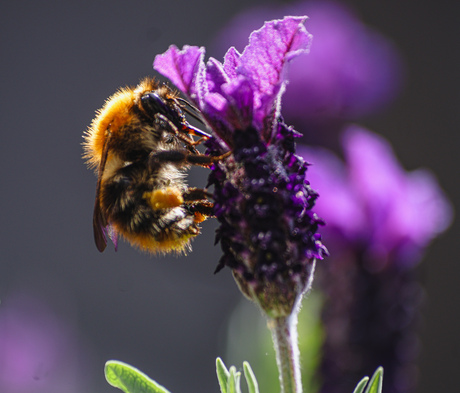 Lavendel