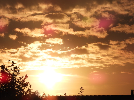 Zonsopgang met vogeltje op de uitkijk