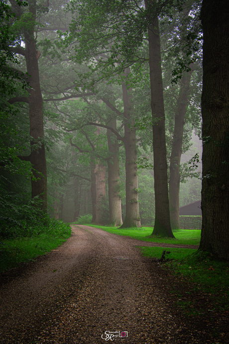 Laantje in de mist