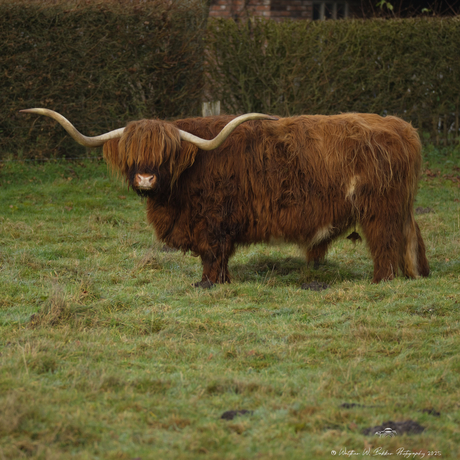 Scherpstellen op de ogen