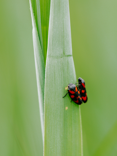 Bloedcicades aan het knuffelen