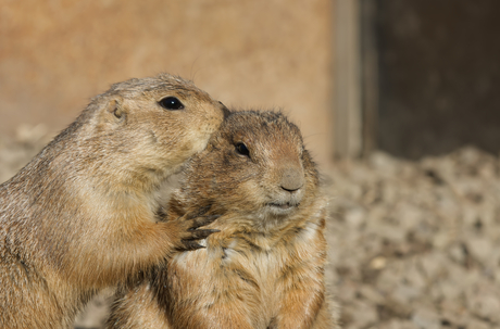 In haar oor fluisteren.