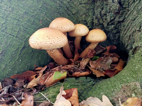 Bundeltje honingzwammen 