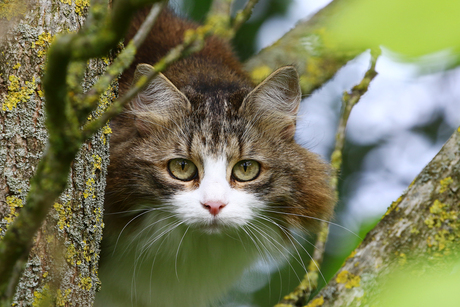 een kat uit de boom kijken