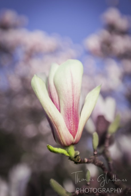 Magnolia in Spring