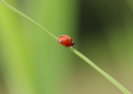 Lieveheersbeestje