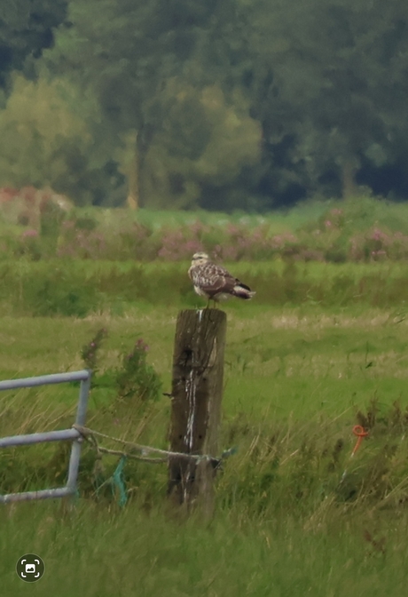 Buizerd?