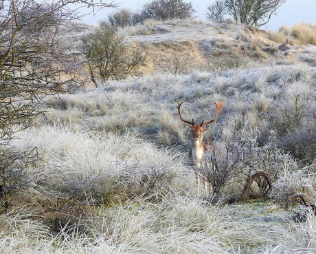 Winter in het duin