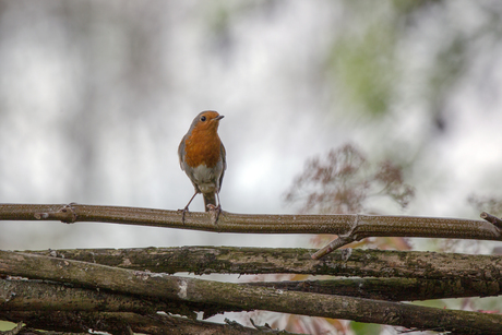 Ik ben dol op roodborstjes